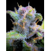 Gorilla Punch Auto - FastBuds